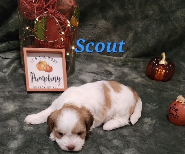Medium Photo #2 Havanese Puppy For Sale in ALBION, PA, USA