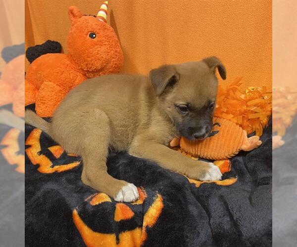 Medium Photo #1 German Shepherd Dog-Unknown Mix Puppy For Sale in Modesto, CA, USA