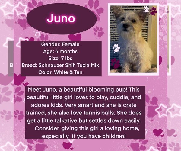 Medium Photo #2  Puppy For Sale in , 