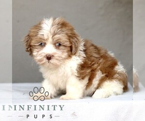 ShihPoo Puppy for sale in GORDONVILLE, PA, USA