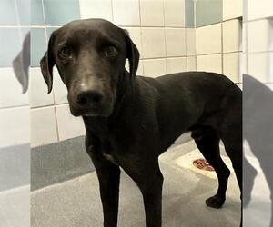 Labrador Retriever-Unknown Mix Dogs for adoption in San Antonio, TX, USA