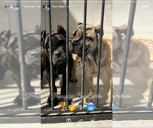 Cane Corso Puppy for sale in N CHESTERFLD, VA, USA