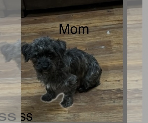 Medium Photo #1 Yorkipoo Puppy For Sale in BENNINGTON, IN, USA