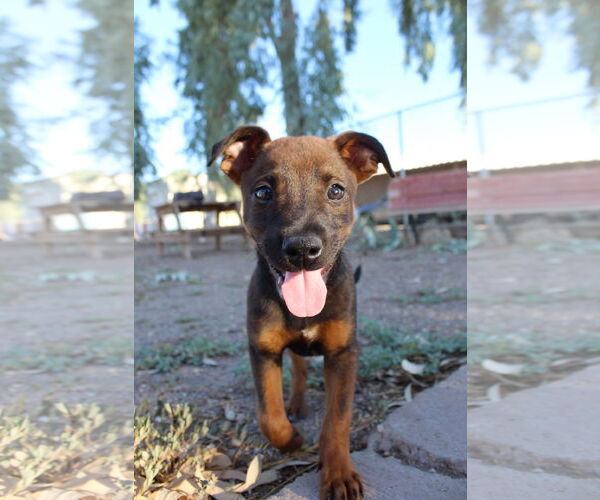 Medium Photo #1 Boxer-Pointer Mix Puppy For Sale in El Centro, CA, USA