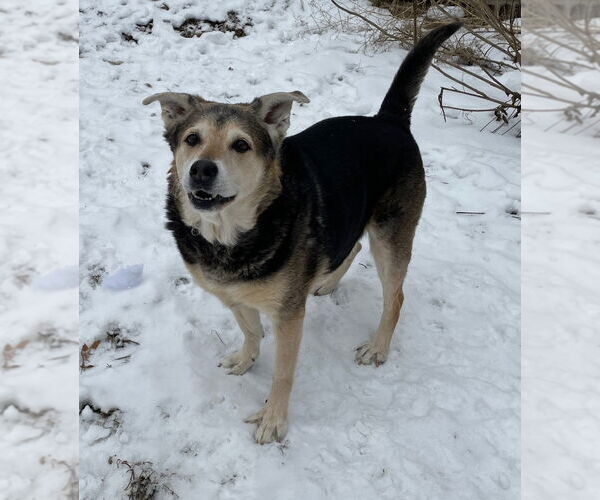 Medium Photo #7 German Shepherd Dog Puppy For Sale in Techny, IL, USA