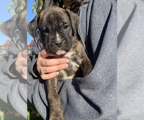 Medium Photo #1 Boxer Puppy For Sale in EDEN, PA, USA