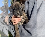 Small Photo #1 Boxer Puppy For Sale in EDEN, PA, USA