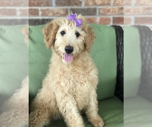 Labradoodle Puppy for Sale in LEITCHFIELD, Kentucky USA