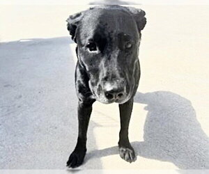 Labrador Retriever-Unknown Mix Dogs for adoption in Houston, TX, USA