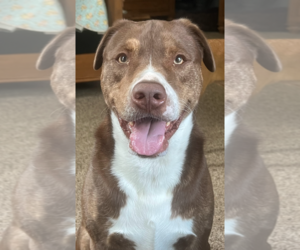 Chesador Dogs for adoption in Decatur, GA, USA