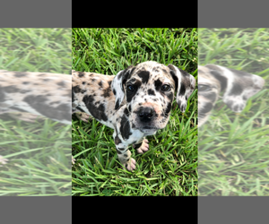 Great Dane Puppy for sale in PLANT CITY, FL, USA