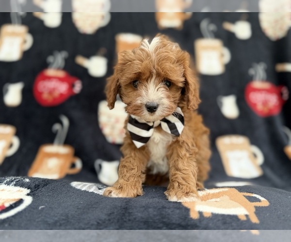 Medium Photo #3 Cavapoo (Miniature) Puppy For Sale in LAKELAND, FL, USA