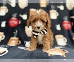 Small #2 Cavapoo (Miniature)