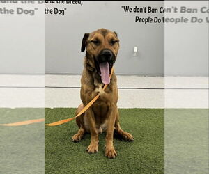 Barry - Male Black Mouth Cur-Boxer Mix Dog for Adoption - Photo #4