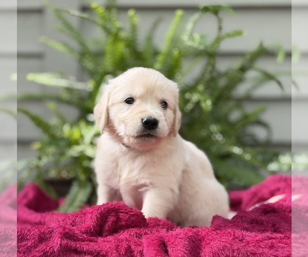 Medium Photo #1 Golden Retriever Puppy For Sale in BUTNER, NC, USA