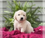 Puppy Breeze Golden Retriever