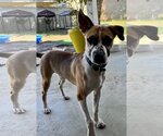 Small #10 Mutt