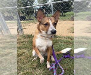 Mutt Dogs for adoption in Derwood, MD, USA
