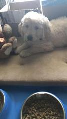 Goldendoodle Puppy for sale in GRAND HAVEN, MI, USA
