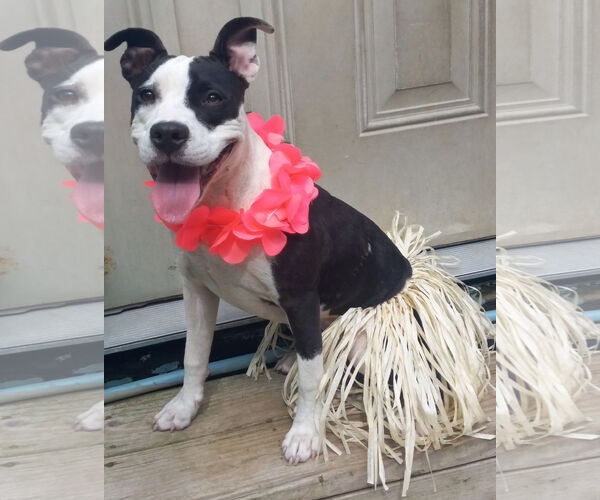 Medium Photo #2 American Pit Bull Terrier-Unknown Mix Puppy For Sale in Murfreesboro, NC, USA