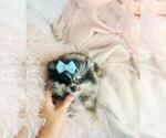 Small #4 Pomeranian