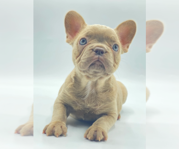 Medium Photo #1 French Bulldog Puppy For Sale in LOS ALTOS, CA, USA