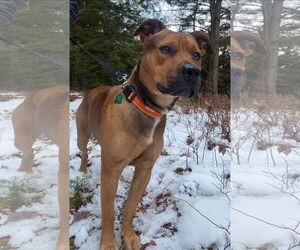 Rhodesian Ridgeback-Unknown Mix Dogs for adoption in Alexander, AR, USA