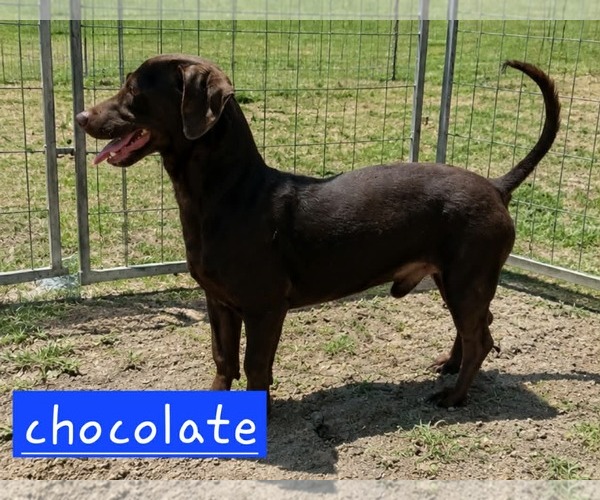 Medium Photo #6 Dachshund-Unknown Mix Puppy For Sale in Minneapolis, MN, USA