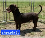 Small #5 Dachshund Mix
