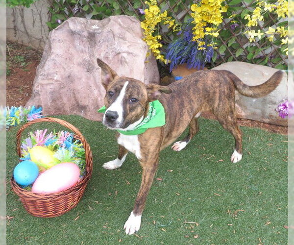 Medium Photo #2 Mutt Puppy For Sale in Oklahoma City, OK, USA