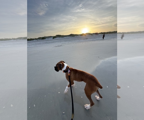 Medium Photo #3 Boxer Puppy For Sale in WILLISTON, FL, USA