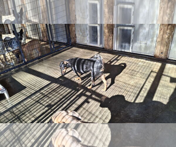 Medium Photo #9 Doberman Pinscher-Unknown Mix Puppy For Sale in Sebec, ME, USA