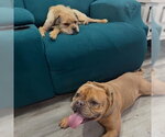 Small #2 Bulldog Mix