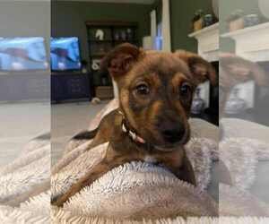 Mutt Dogs for adoption in Stephens City, VA, USA