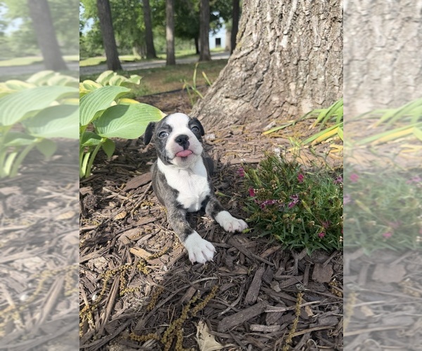 Medium Photo #5 Boston Terrier Puppy For Sale in FREDONIA, KS, USA