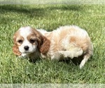 Small #6 Cavalier King Charles Spaniel