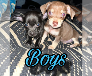 Chihuahua Puppy for sale in SAN ANTONIO, TX, USA