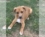 Small #3 Labrador Retriever Mix