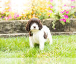Small Photo #7 Springerdoodle Puppy For Sale in NAPPANEE, IN, USA