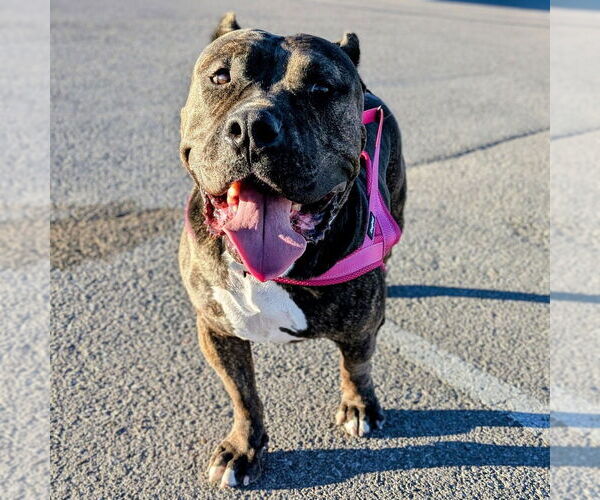 Medium Photo #3 American Pit Bull Terrier Puppy For Sale in Vail, AZ, USA