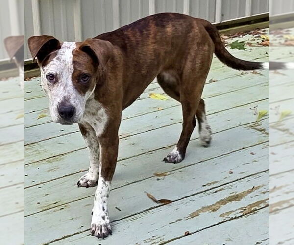 Medium Photo #6 Beagle-Unknown Mix Puppy For Sale in Batavia, OH, USA