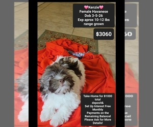 Havanese Puppy for sale in TUCSON, AZ, USA