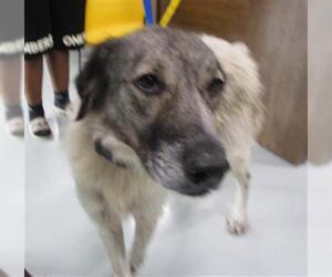 Great Pyrenees Dogs for adoption in Temple, TX, USA