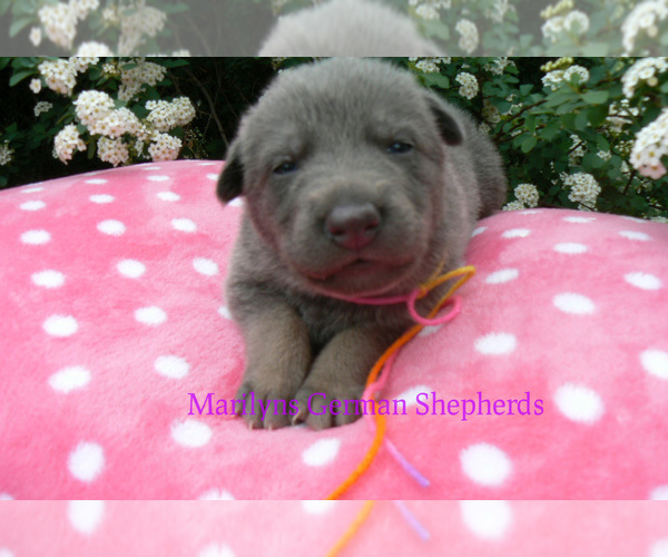 Medium Photo #3 German Shepherd Dog Puppy For Sale in PIEDMONT, MO, USA