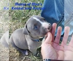 Image preview for Ad Listing. Nickname: Blue Male