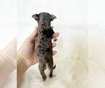 Small #1 Chihuahua