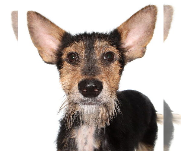 Medium Photo #1 Mutt Puppy For Sale in Oakland Park, FL, USA