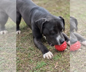 Bruce - Male Boxador Dog for Adoption - Photo #6