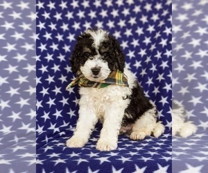 Miniature Bernedoodle Puppy for sale in OXFORD, PA, USA