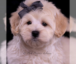 Small Photo #100 Maltipoo (Miniature) Puppy For Sale in WARSAW, IN, USA